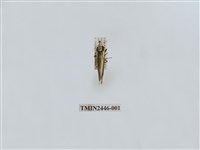 藏品(雙帶長苔蛾)的圖片